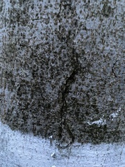 Zimmermannia liebwerdella