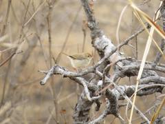 Cisticola fulvicapilla lebombo