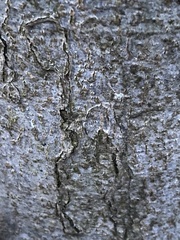 Zimmermannia liebwerdella