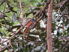 Terpsiphone viridis plumbeiceps