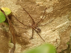 Heteropoda amphora