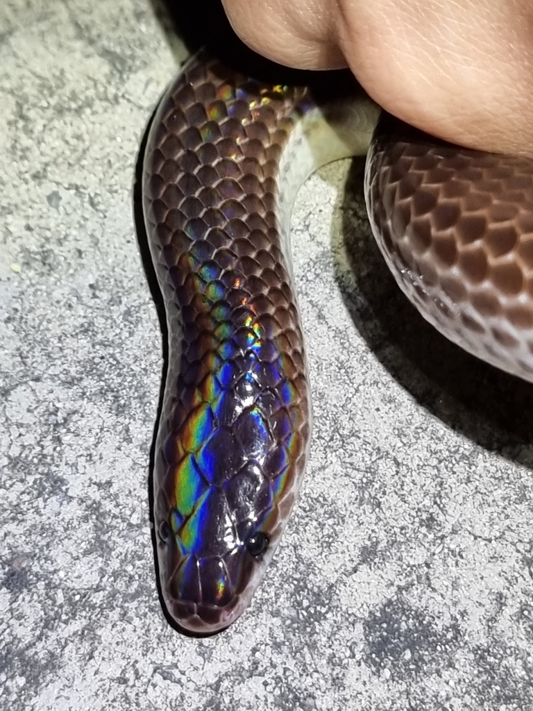 Asian Sunbeam Snake from ตำบลหัวหิน อำเภอหัวหิน ประจวบคีรีขันธ์ 77110 ...