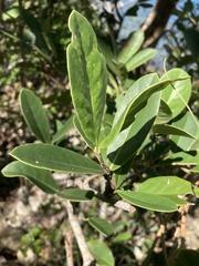 Elaeodendron xylocarpum