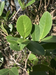Elaeodendron xylocarpum
