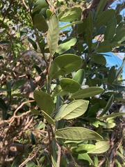 Elaeodendron xylocarpum