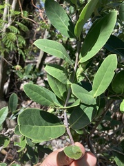 Elaeodendron xylocarpum