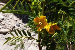 Senna birostris