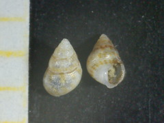 Crisilla semistriata