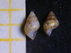 Crisilla semistriata