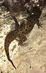 Hemidactylus brookii