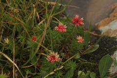 Rhodiola algida