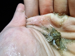 Paguroidea