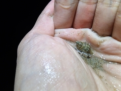Paguroidea