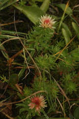 Rhodiola algida