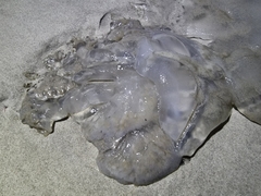 Scyphozoa