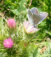 Icaricia icarioides missionensis