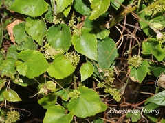 Vitis ficifolia