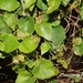 Vitis ficifolia - Photo (c) Lijin Huang (紫楝), algunos derechos reservados (CC BY-NC), subido por Lijin Huang (紫楝)