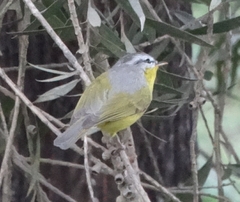Phylloscopus xanthoschistos