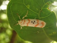 Cyana hamata