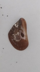 Brachidontes pharaonis