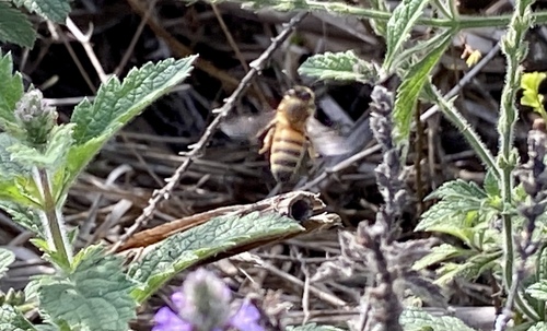 iNaturalist observation photo of Western Honey Bee