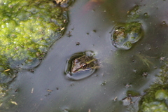 Lithobates neovolcanicus