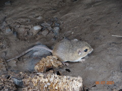 Chaetodipus hispidus