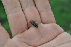 Acmaeodera miliaris