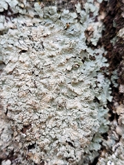 Punctelia perreticulata