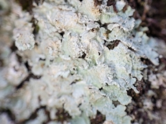Punctelia perreticulata