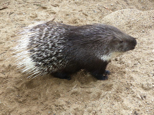 Indian Crested Porcupine