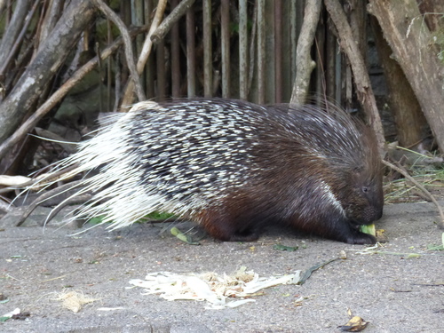 Indian Crested Porcupine