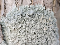 Punctelia perreticulata