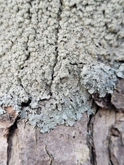 Punctelia perreticulata