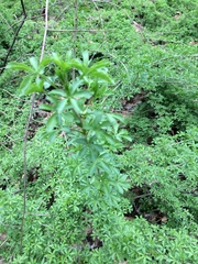 Eleutherococcus sieboldianus