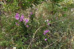 Jamesbrittenia tenuifolia