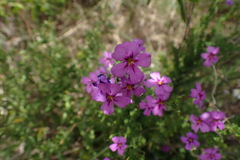 Jamesbrittenia tenuifolia