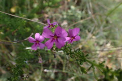 Jamesbrittenia tenuifolia