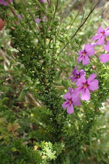 Jamesbrittenia tenuifolia