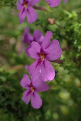 Jamesbrittenia tenuifolia
