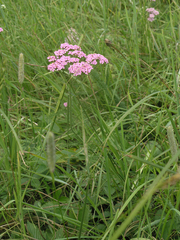 Achillea asiatica