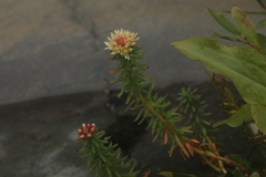 Rhodiola algida