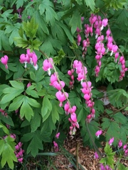 Lamprocapnos spectabilis