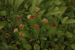 Rhodiola algida