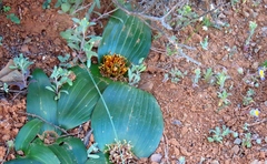 Daubenya marginata