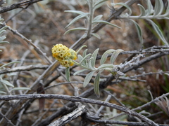 Buddleja cordobensis