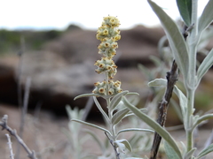 Buddleja cordobensis