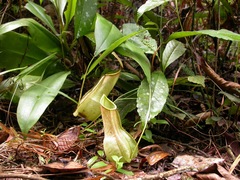 Nepenthes distillatoria