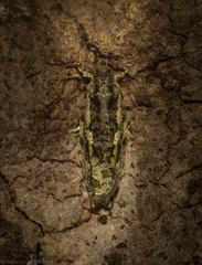 Metrioglypha phyllodes